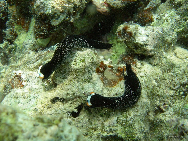58- Rencontre de 2  limaces de mer Chelidonura inornata - Ilot Mato.JPG